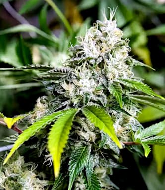Abundant cannabis harvest demonstrating successful fast-growth techniques