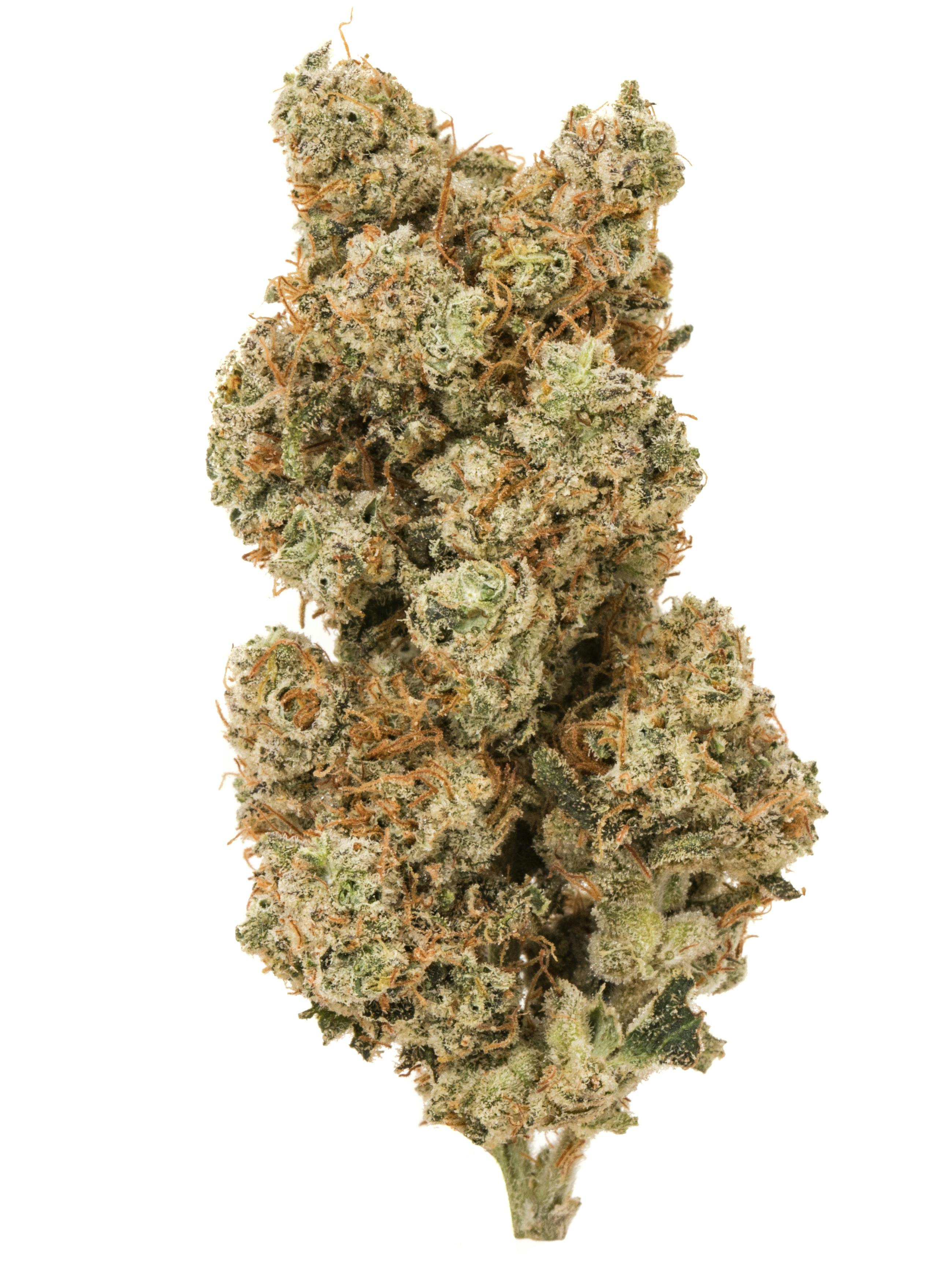 Close-up of cannabis trichomes showing optimal resin production from proper growing methods